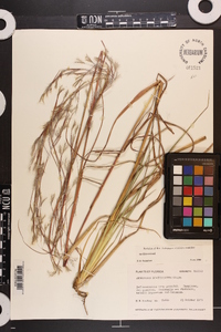 Andropogon brachystachyus image