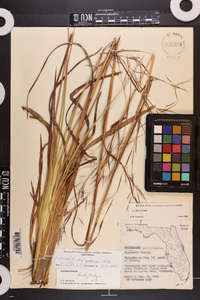 Andropogon brachystachyus image