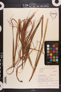 Andropogon brachystachyus image