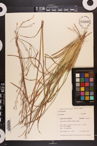 Andropogon brachystachyus image