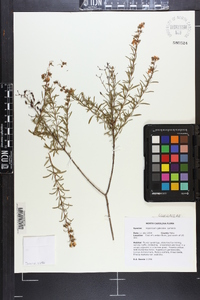 Hypericum galioides image