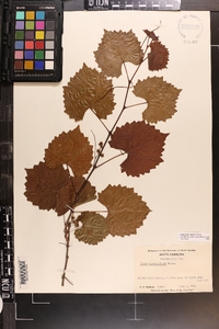 Vitis rotundifolia image