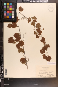 Vitis rotundifolia image