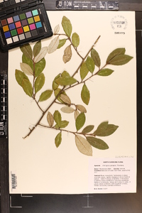 Elaeagnus pungens image