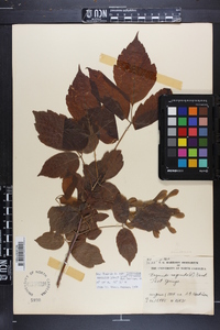 Acer negundo var. texanum image