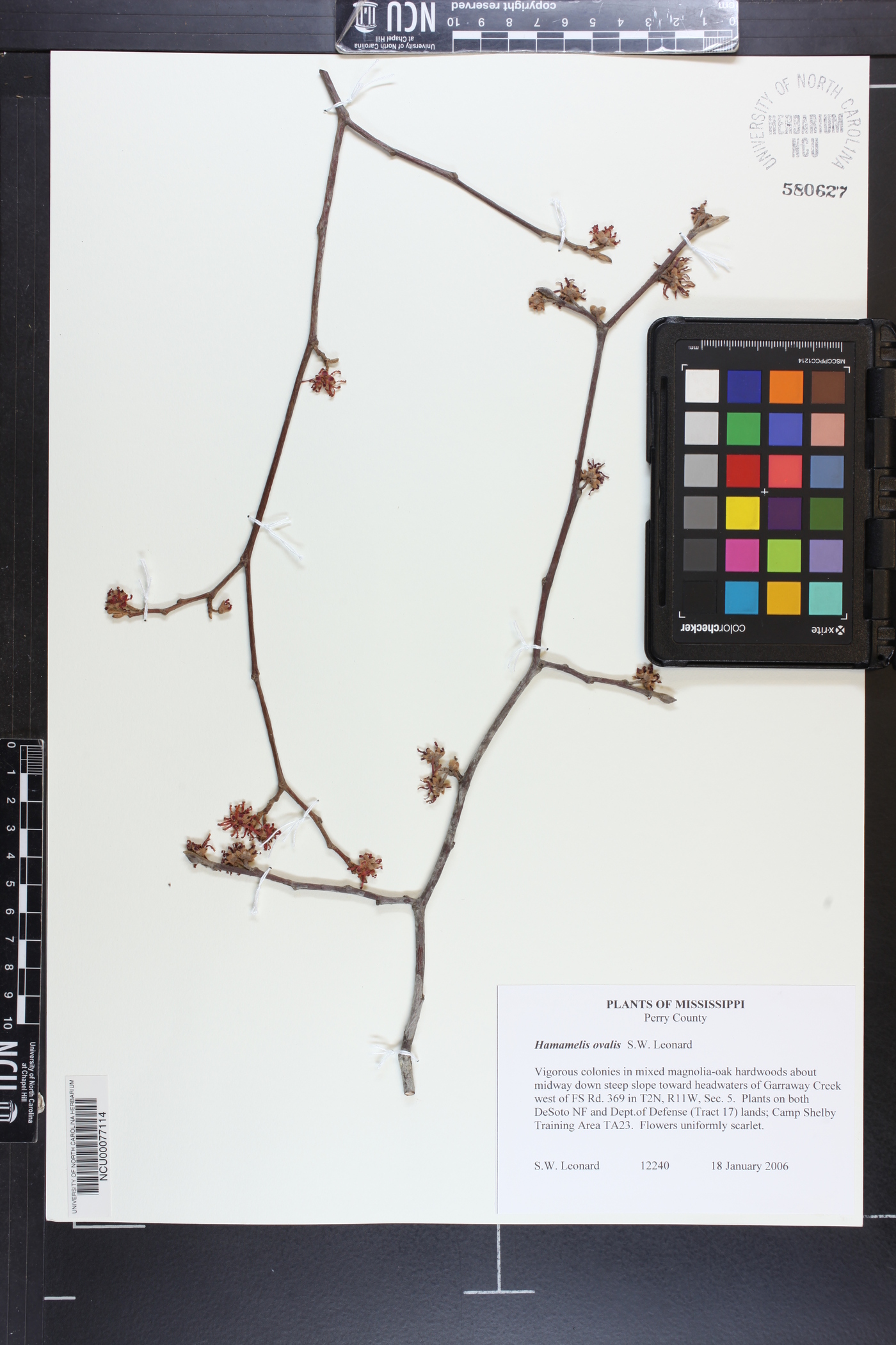 Hamamelis ovalis image