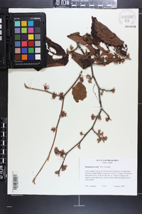 Hamamelis ovalis image