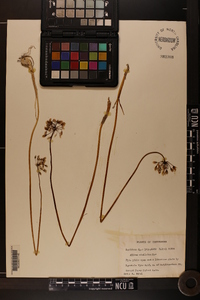 Allium stellatum image