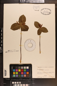 Trillium sessile image