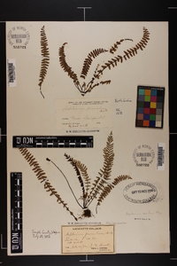 Asplenium parvulum image