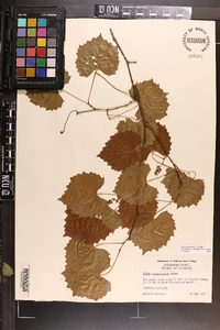 Vitis rotundifolia image