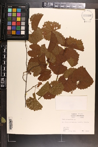 Vitis rotundifolia image