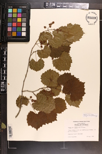 Vitis rotundifolia image