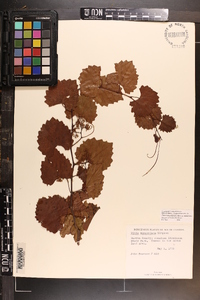 Vitis rotundifolia image