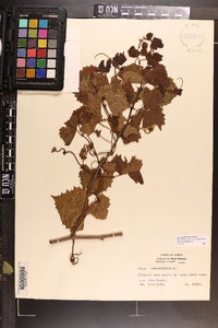 Vitis rotundifolia image