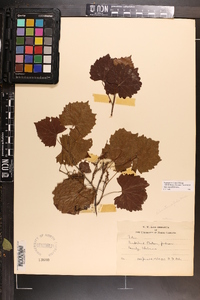 Vitis rotundifolia image