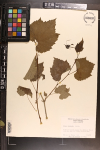 Vitis riparia image