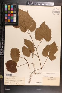 Vitis riparia image