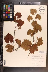 Vitis rotundifolia image