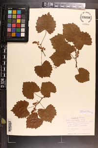 Vitis rotundifolia image