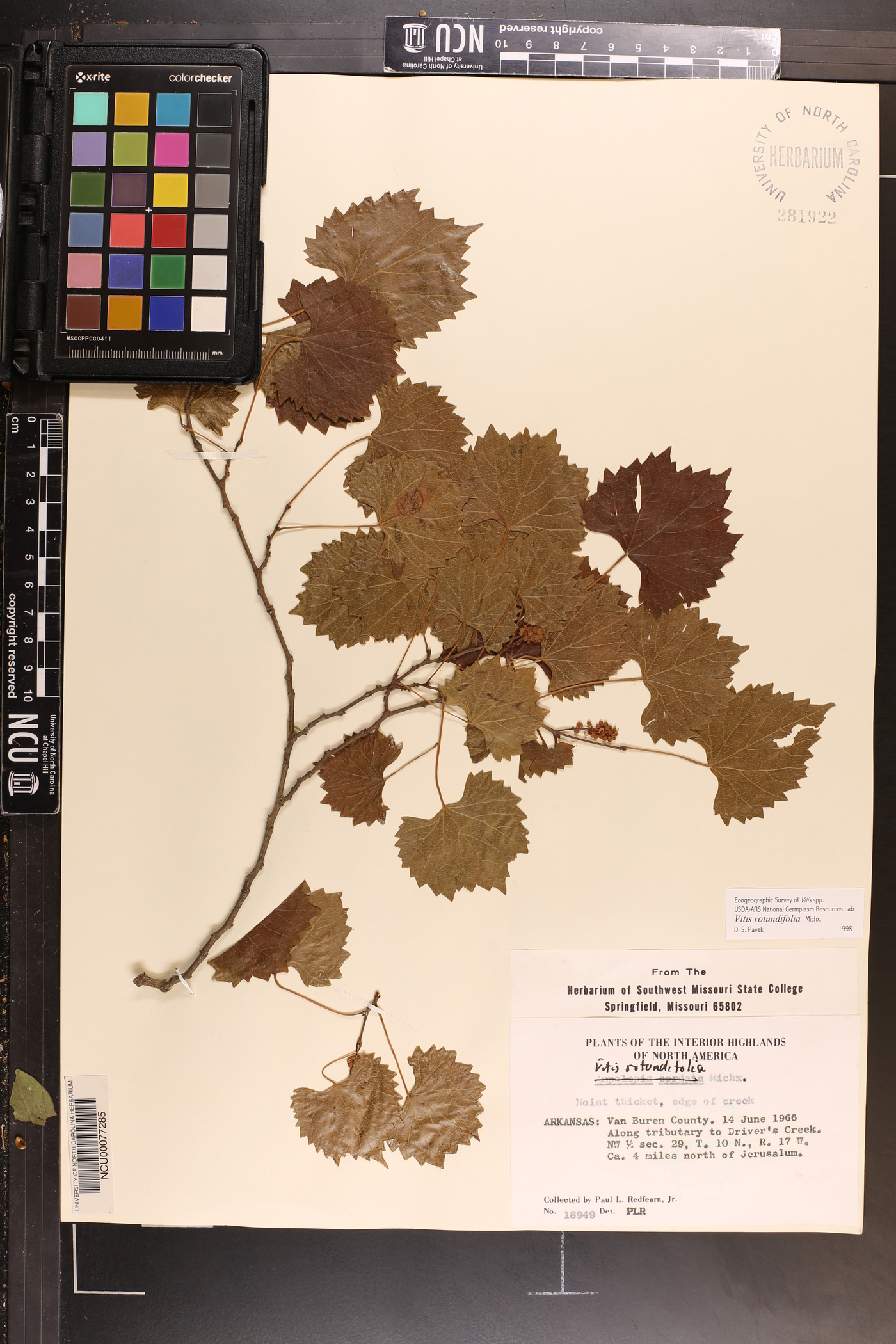 Vitis rotundifolia image