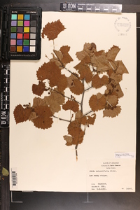 Vitis rotundifolia image