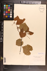 Vitis rotundifolia image