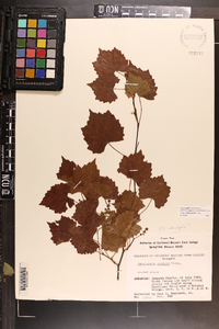 Vitis rotundifolia image