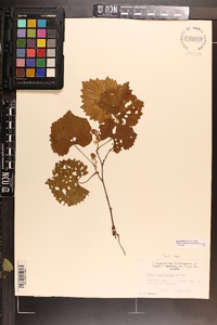 Vitis rotundifolia image