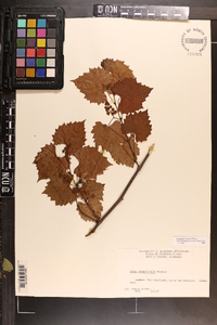 Vitis rotundifolia image