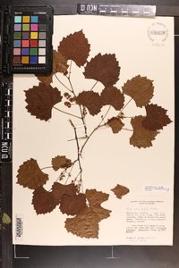 Vitis rotundifolia image