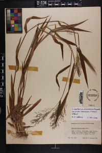 Dichanthelium dichotomum var. ramulosum image