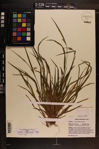 Carex crebriflora image