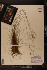 Deschampsia flexuosa image