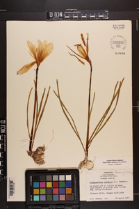 Zephyranthes atamasca image