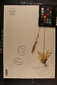 Aletris aurea image