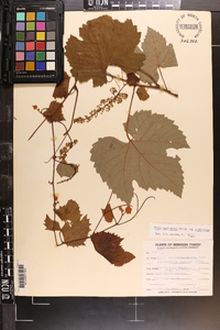 Vitis aestivalis var. aestivalis image