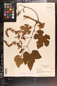 Vitis aestivalis var. aestivalis image