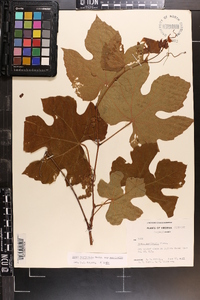 Vitis aestivalis var. aestivalis image