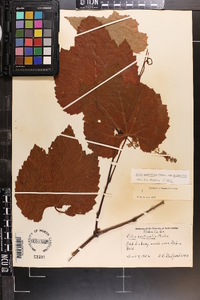 Vitis aestivalis var. aestivalis image