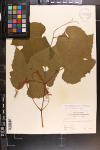 Vitis aestivalis var. aestivalis image