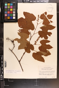 Vitis aestivalis var. aestivalis image
