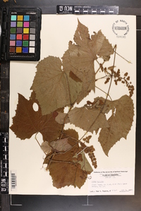 Vitis cinerea image