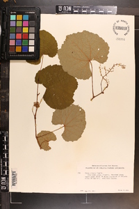 Vitis cinerea image