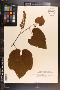 Vitis cinerea image