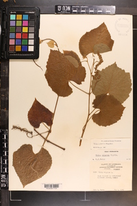 Vitis cinerea image