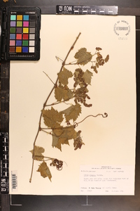 Vitis cinerea image