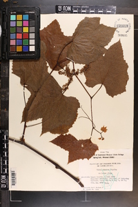Vitis cinerea image
