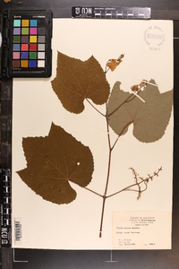 Vitis cinerea image