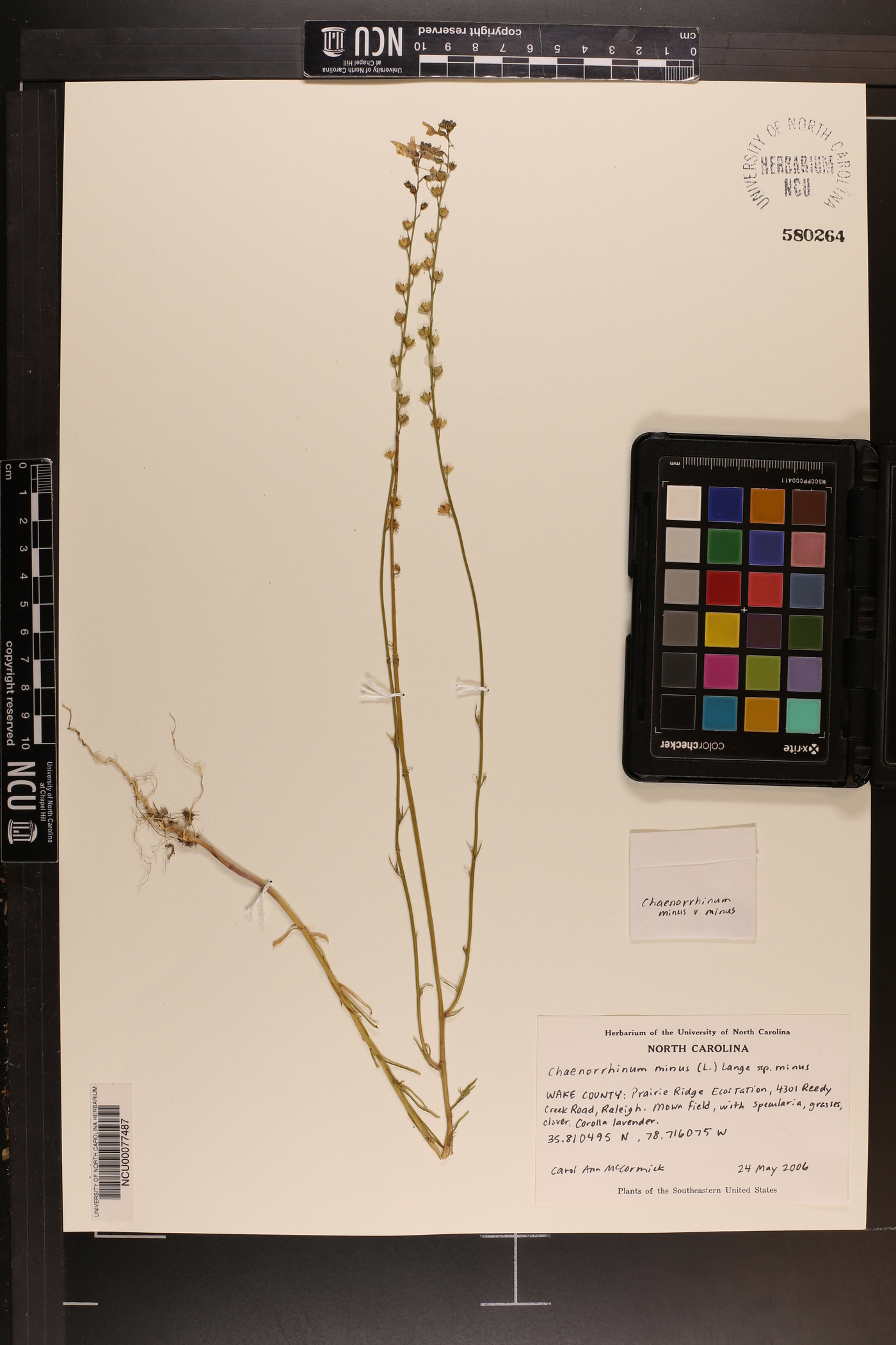 Chaenorhinum minus subsp. minus image